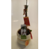 Image 1 : MONEY TREE SMALL EASY TO GROW LIVE INDOOR PLANT (NEW)