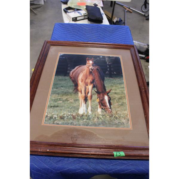 Framed Print of Horse and Foal in Pasture