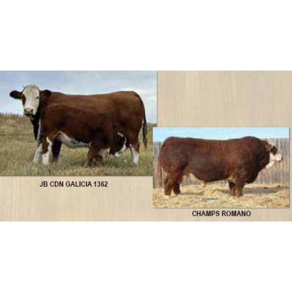 Madge Simmentals