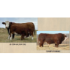 Image 1 : Madge Simmentals
