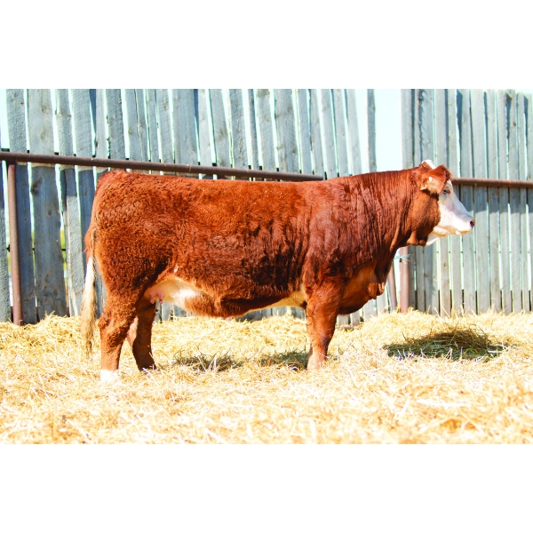 Double M Land & Cattle