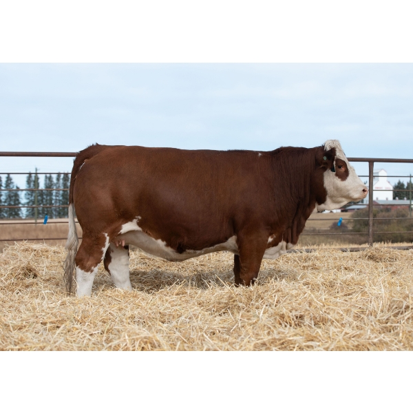Beechinor Bros Simmentals