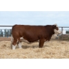 Image 1 : Beechinor Bros Simmentals