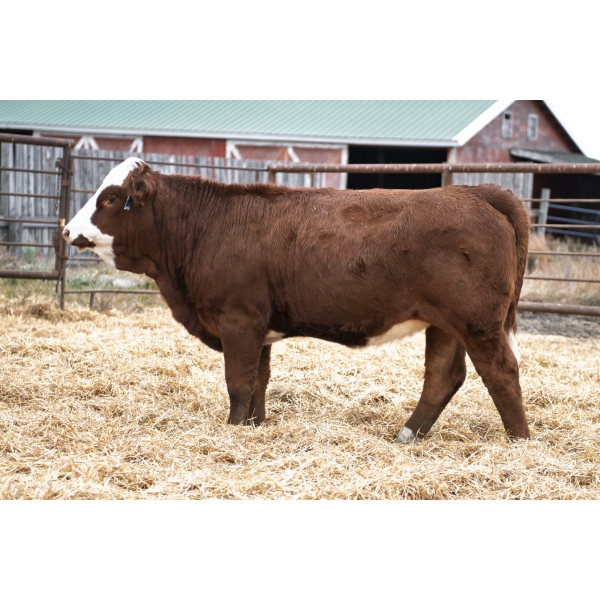 LAKEVIEW Marella 80M PFF  