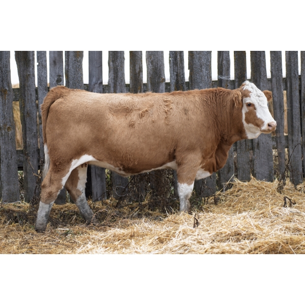 LAKEVIEW Meadow 44M PFF