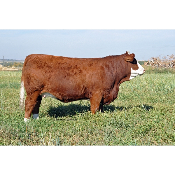 Skywest Simmentals