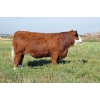 Image 1 : Skywest Simmentals