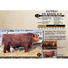 Image 1 : Masterloc Simmentals
