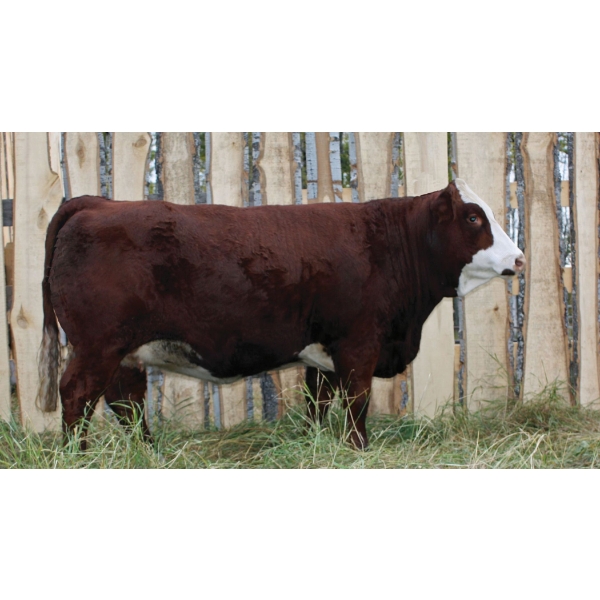 Langer Fleckvieh Simmentals