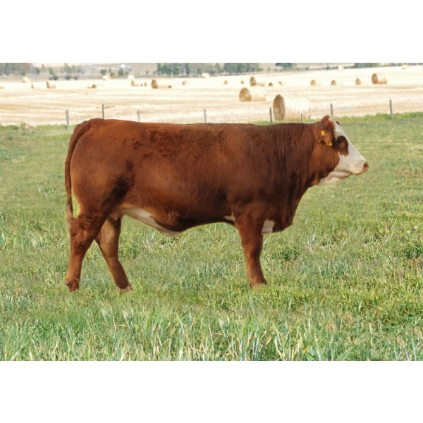 Skywest Simmentals