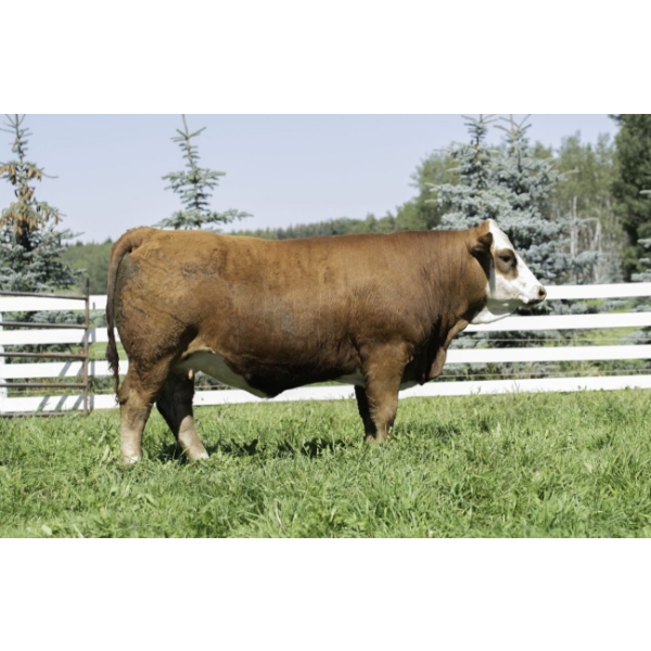 Beechinor Land & Livestock