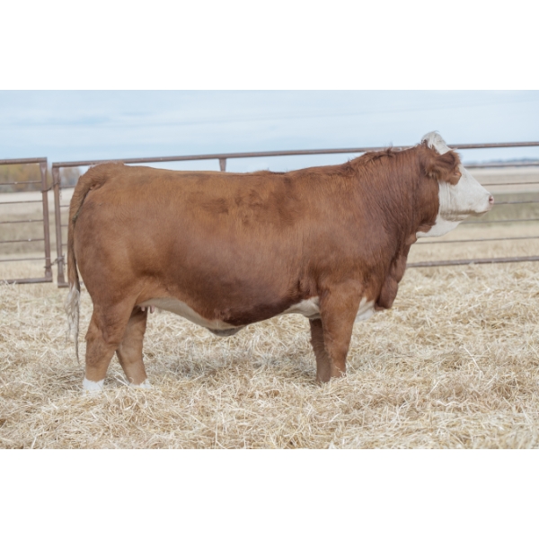 Beechinor Bros Simmentals