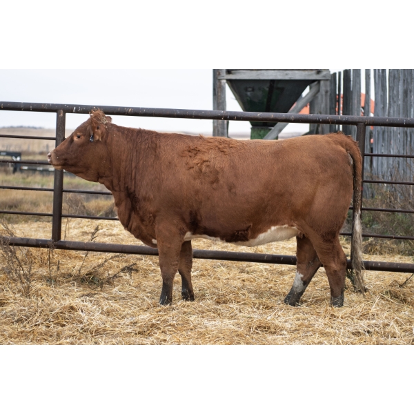 LAKEVIEW Maggie 23M PFF