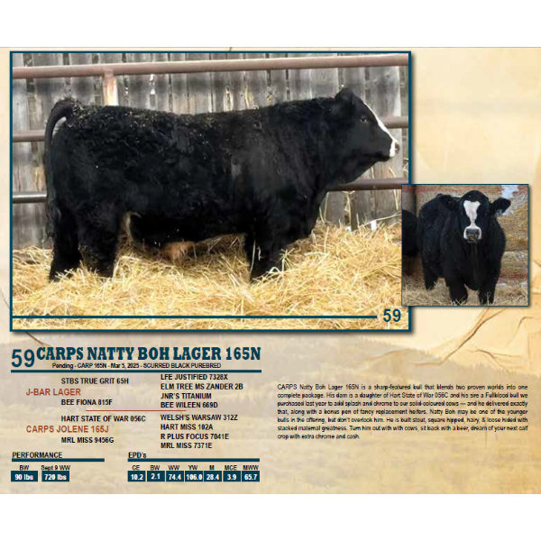 CARPS NATTY BOH LAGER 165N