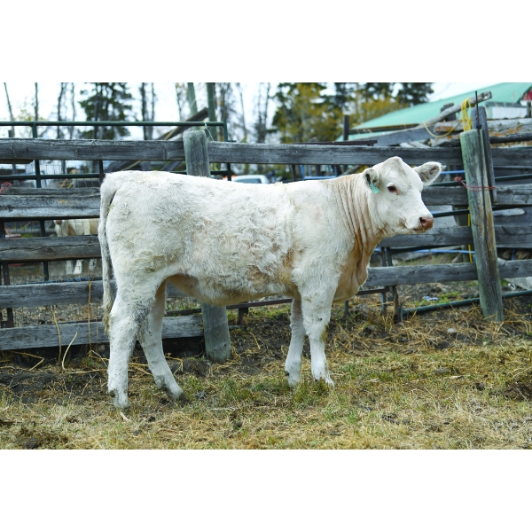 Bluebird Valley Farms