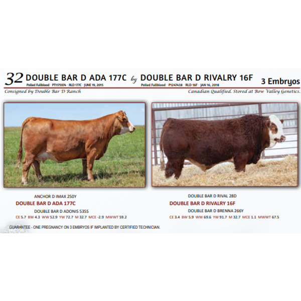 DOUBLE BAR D ADA 177C by DOUBLE BAR D RIVALRY 16F - 3 Embryos 