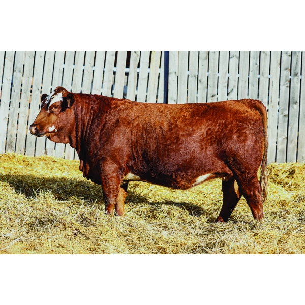 Keato Meadow Simmentals 