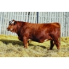 Image 1 : Keato Meadow Simmentals 