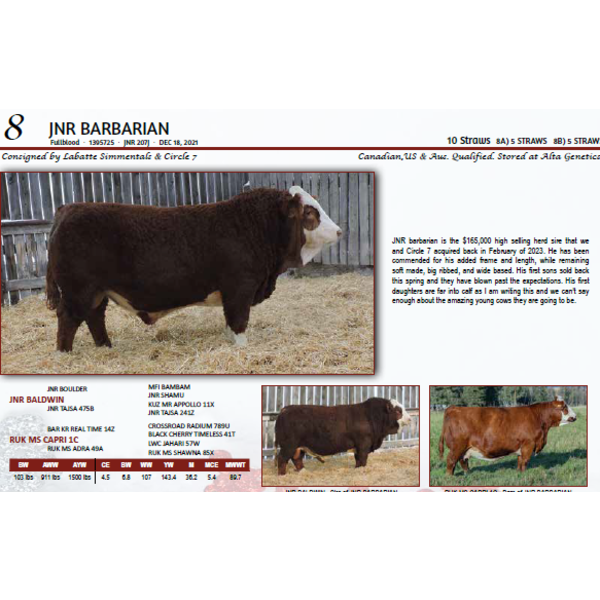 JNR BARBARIAN - 5 STRAWS 