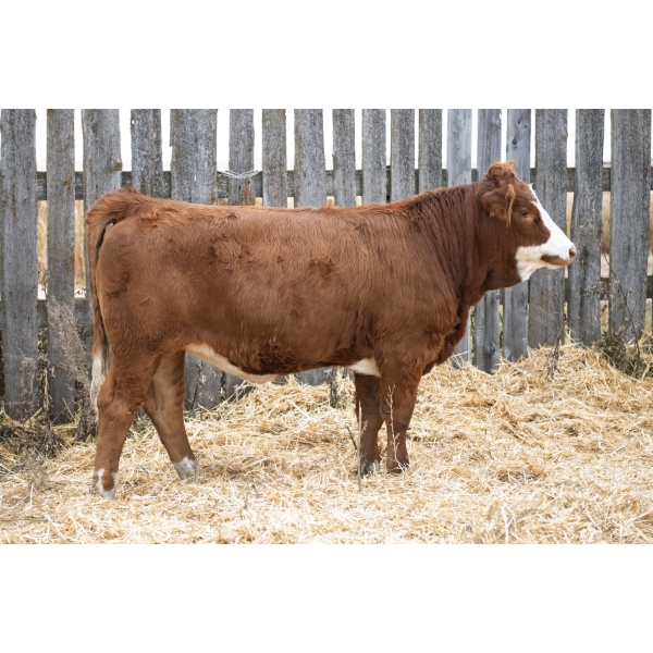 LAKEVIEW Melinda 86M PFF  