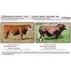 Image 1 :  VIRGINIA KIMORA 255K by DOUBLE BAR D MALONE 39K - 3 Embryos