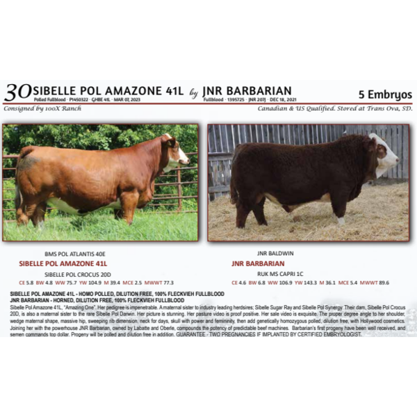 SIBELLE POL AMAZONE 41L by JNR BARBARIAN - 5 Embryos 