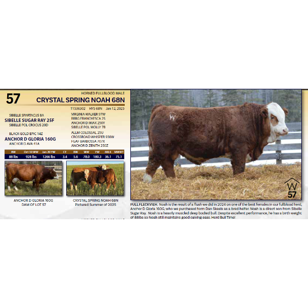 CRYSTAL SPRING NOAH 68N - HORNED FULL FLECKVIEH.