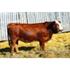 Image 1 : Keato Meadow Simmentals 