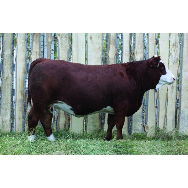 Langer Fleckvieh Simmentals