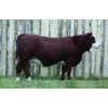 Image 1 : Langer Fleckvieh Simmentals
