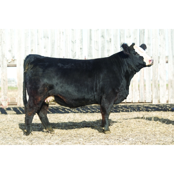 Pheasantdale  Cattle Company