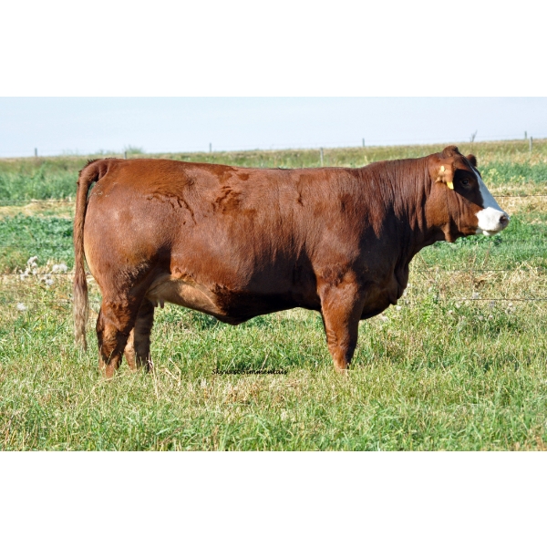 Skywest Simmentals