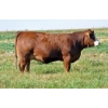 Image 1 : Skywest Simmentals