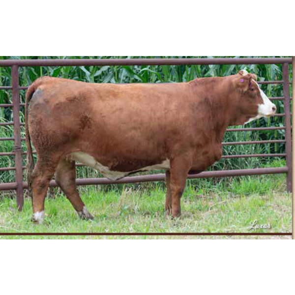 Century Simmentals