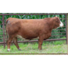 Image 1 : Century Simmentals