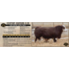 Image 1 : Century Simmentals