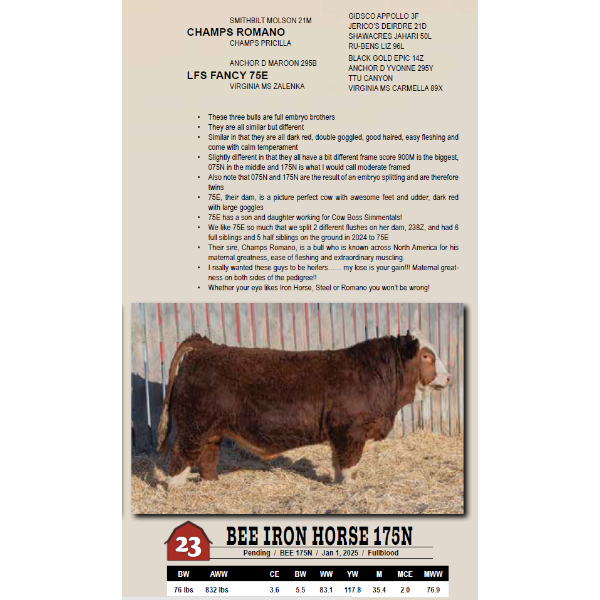 BEE IRON HORSE 175N