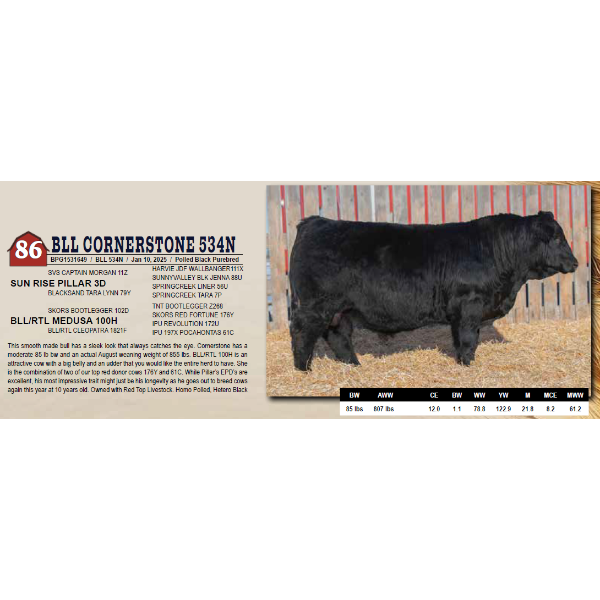 BLL CORNERSTONE 534N