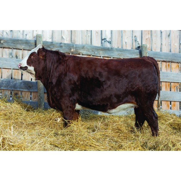 Mountain Ash Simmentals