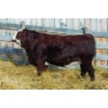 Image 1 : Mountain Ash Simmentals