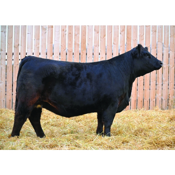 Outlaw Cattle Co Ltd