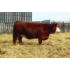 Image 1 : Elliott Simmentals
