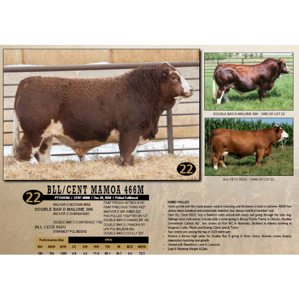 Century Simmentals