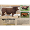 Image 1 : Century Simmentals