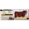 Image 1 : KZ Simmentals