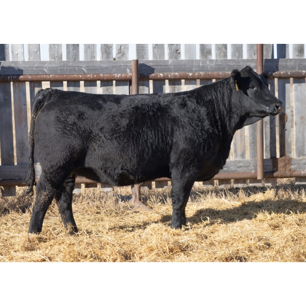 Corner Stone Cattle Co.