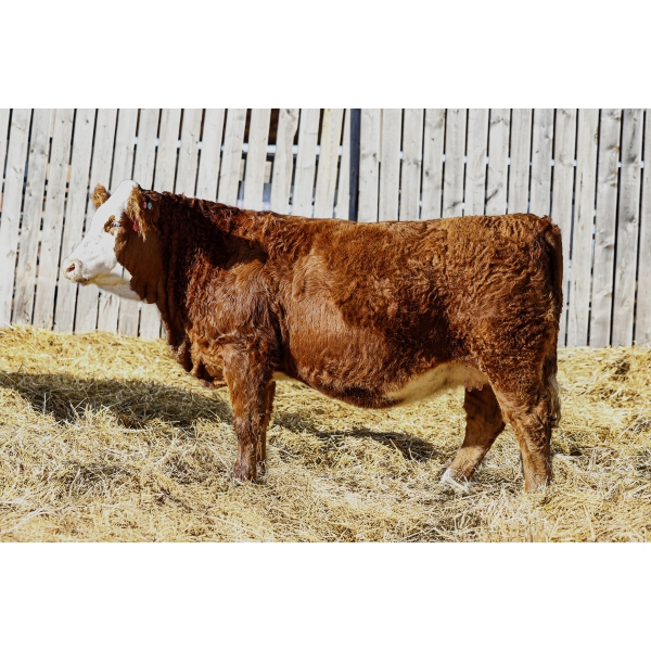 Keato Meadow Simmentals 