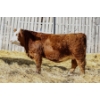 Image 1 : Keato Meadow Simmentals 