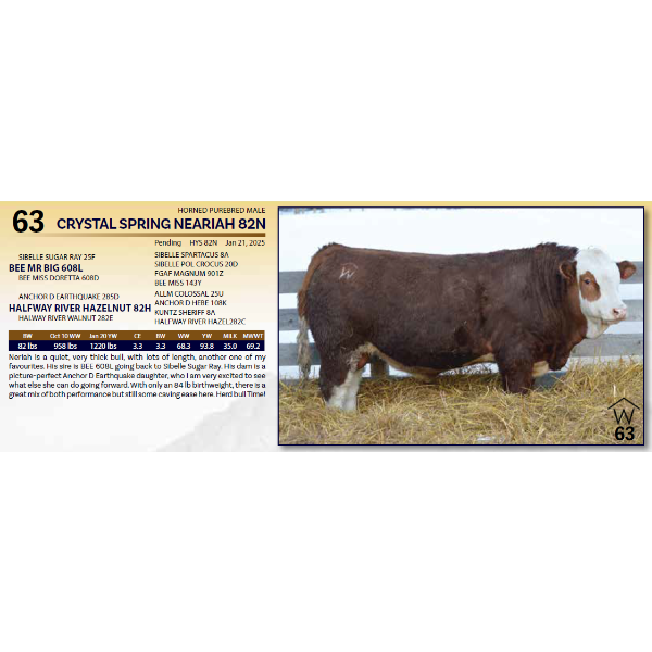 CRYSTAL SPRING NEARIAH 82N - HORNED PUREBRED