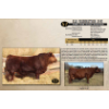 Image 1 : SKYLINE SIMMENTALS